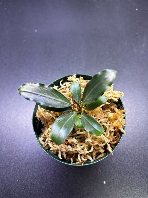 Yahoo オークション TB便Bucephalandra sp Pearl gray ブセファラン