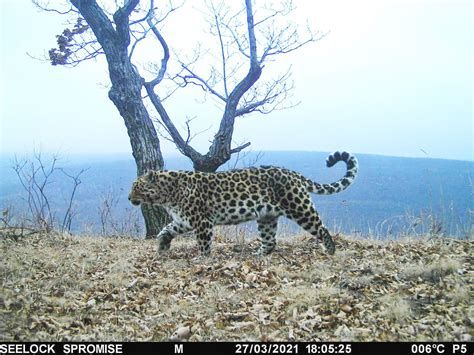 amur leopard conservation Archives - WildCats Conservation Alliance