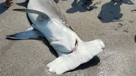 Dead hammerhead washes ashore on Juno Beach | WPEC