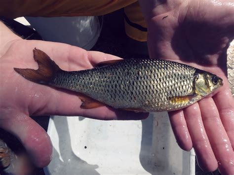 Pond and Fish Stocking Tennessee Services | Trophy Pond — Trophy Pond