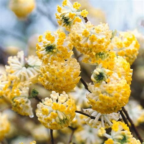 Edgeworthia chrysantha | Paperbush (Edgeworthia) | Kings Garden Center