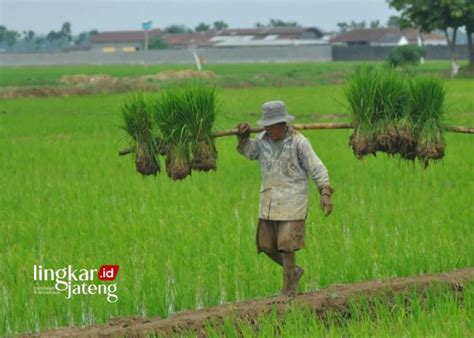 Kendalikan Produksi Pertanian Petani Di Blora Dapat Bantuan Benih Dan