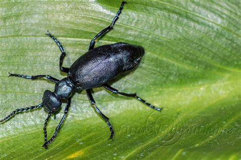 Photo Nature Lilliputienne Macrophotographies Meloe Proscarabeus Le