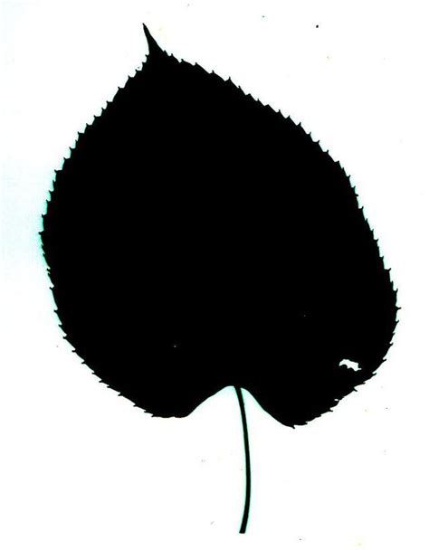 How To Identify A Tree With Leaf Silhouettes Leaf Silhouette