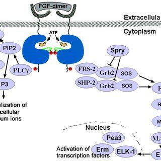 FGF receptor structure and FGF signaling. Structural domains of FGF ...