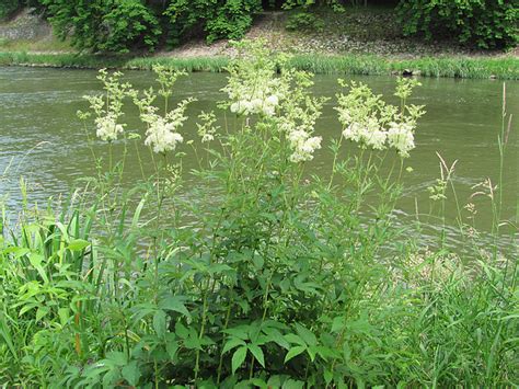 tužebník jilmový Filipendula ulmaria