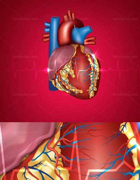 وکتور طرح قلب با جزئیات و مویرگ ها با زمینه ی نوار قلب گرافیک با طعم