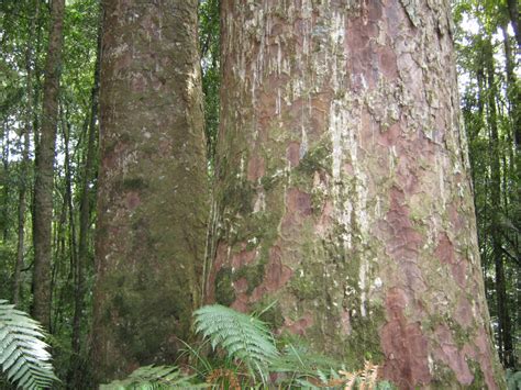 Kauri The Trees And Flowers Of Whangarei