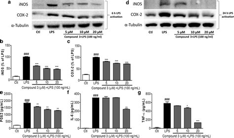 Effect Of Compound 3 On Lps Induced Inos And Cox2 Expression In Bv 2