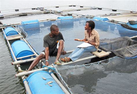 A Look At Tilapia Aquaculture In Ghana Responsible Seafood Advocate