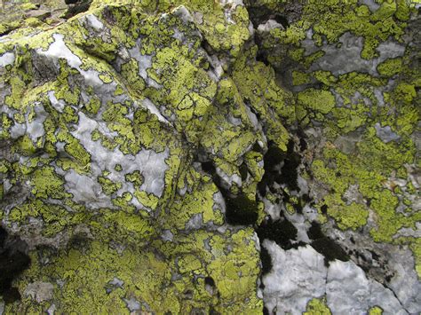 Chemical Weathering Living Organisms Lichens