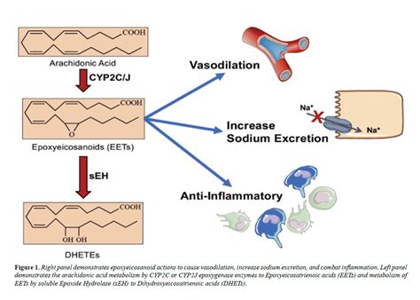 Epoxyeicosanoids Role In Hypertension