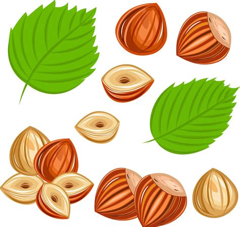 Hazelnut From Shelled Nut To Nut Without Shell Cut In Halves And