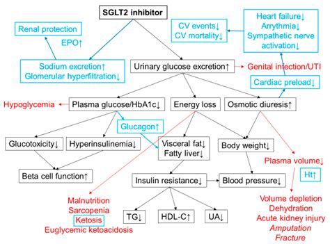 Sglt2 Inhibitors In Treatment Of Type 2 Diabetes Encyclopedia Mdpi