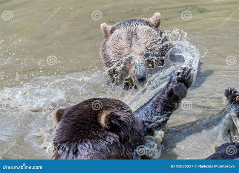 Brown Bear Couple Cuddling In Water Two Brown Bears Play In The Water