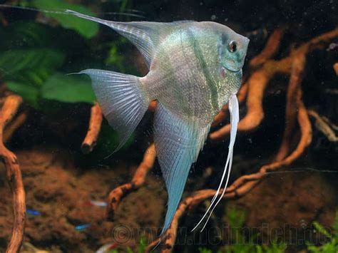 Skalar spec Blaue Lagune large 2 Stück Pterophyllum spec