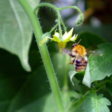 Bees In Winter Diary Of A Brussels Kitchen Garden