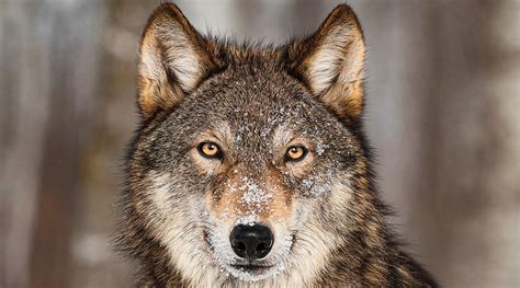 Do Gray Wolves Still Need Protection?