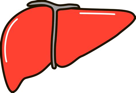 Liver Png Pic Png Mart