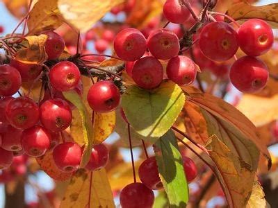 Яблочный красный - LuxVisage Glam look cream velvet 315 | Отзывы ...