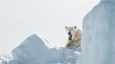 Klimawandel Eisb Ren K Nnten Bis Ausgestorben Sein Zeit Online