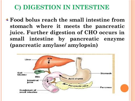 Digestion And Absorption Of Carbohydrates And Proteins