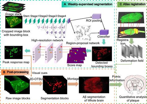 Frontiers Weakly Supervised Learning Analysis Of Aβ Plaque