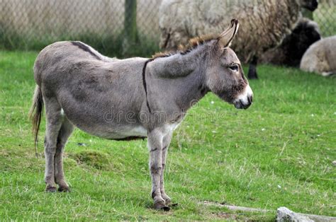 Onagro Hemionus Do Equus Imagem De Stock Imagem De Am Rica