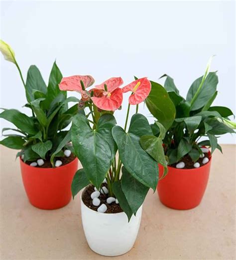 Flamingo Red Peace Lily Plant Ubicaciondepersonas Cdmx Gob Mx