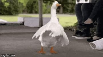 Dance Goose DANCE! - Imgflip