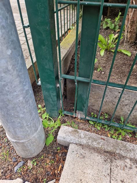 Igel Steckt In Zaun Feuerwehr Steinfurt