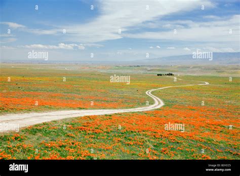 Road with California poppies Antelope Valley Poppy Preserve California Stock Photo - Alamy