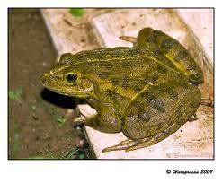 Frog (Rana tigrina) ~ Pass. Science. Solutions.