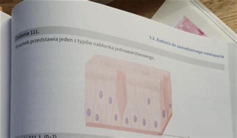 Rysunek przedstawia jeden z typów nabłonka jednowarstwowego 1 wykaz