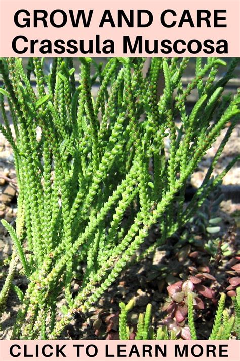 Crassula Muscosa Succulent Plant A Guide To Growing And Caring For Succulents