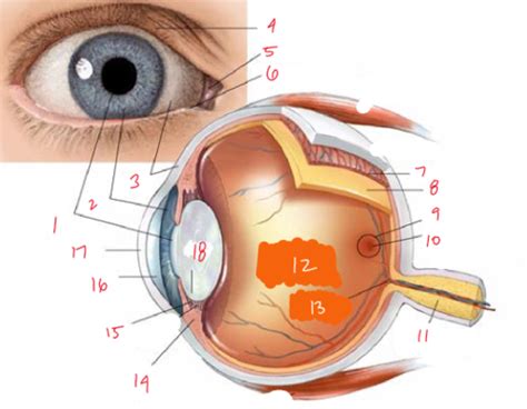 Compounding Exam 2 Ophthalmic Medications 12 Flashcards Quizlet