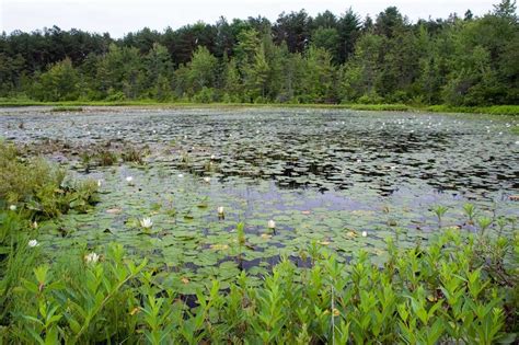 Habitat - Bog Turtles