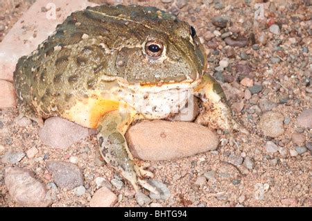 African Bullfrog Pyxicephalus Adspersus Aggressive Amphibian Native