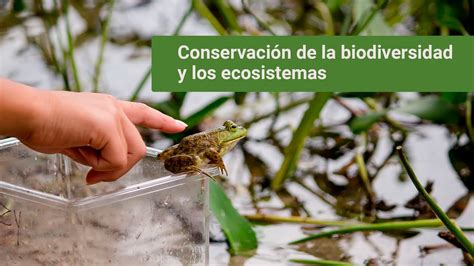 Conservaci N De La Biodiversidad Y Los Ecosistemas Youtube