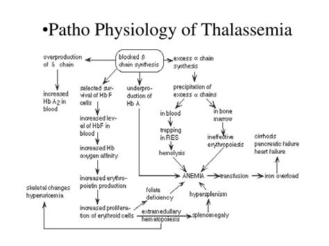 Pathway Thalassemia