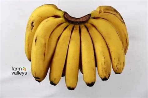 A Grade Fresh Yellow Banana Packaging Size Dozen At Rs Kg In Pune