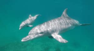 6 Awesome Baby Dolphin Facts - From Calves to Adults - Animal Corner