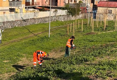 Pomigliano DArco Piantati Mille Alberi Da Frutto Lassessore