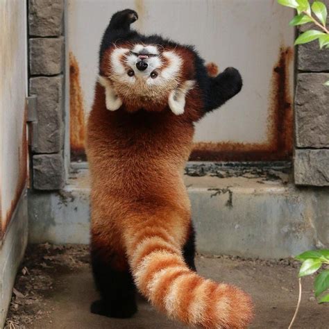 Red Panda Cute Baby Animals Fluffy Animals