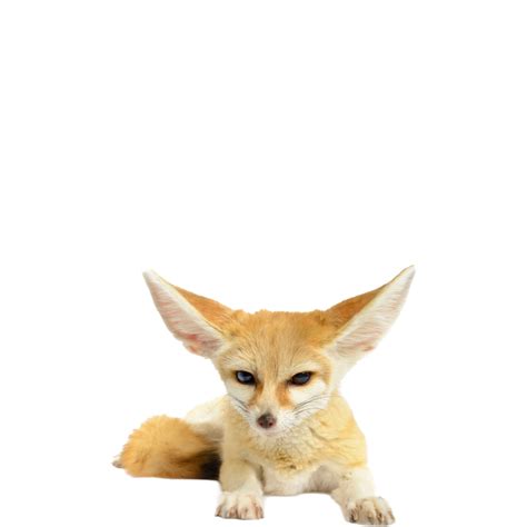 Fennec Fox Png Transparent Images Pictures Photos