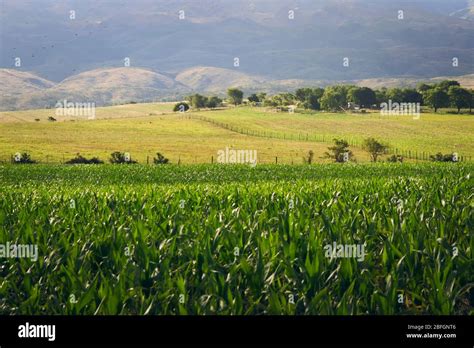 Corn Plantations And Fertile Farmlands In The Meadows Of San Luis