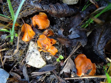 Orange Peel Fungus Aleuria Aurantia Commonly On Disturbed Flickr