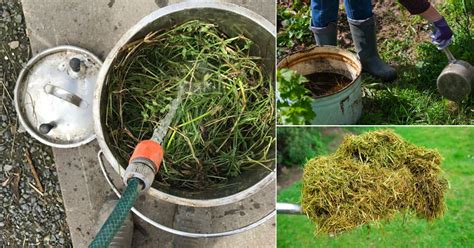 How To Make Liquid Grass Clipping Tea Fertilizer