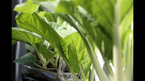 Growing Pechay Bok Choy In A Hanging Plastic Bottle Plastic Bottle Gardening Youtube