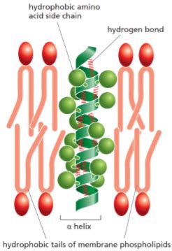 Lecture Membrane Protein Transmembrane Transport Transporters